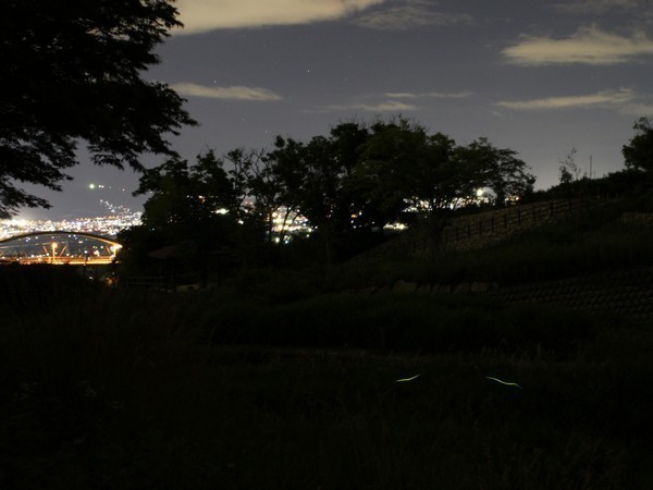 夜景をバックに舞うホタル