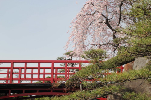 喜仙庭園：しだれ桜の頃（4月上中旬）