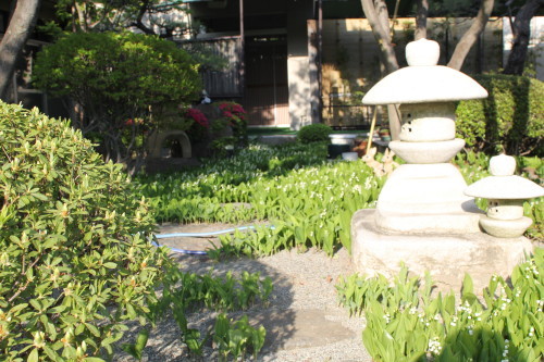 喜仙庭園：すずらん（４月中旬）