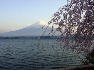 富士山と桜・・