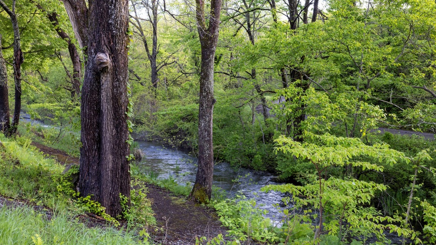 せせらぎウォーク（ホテル外周遊歩道）