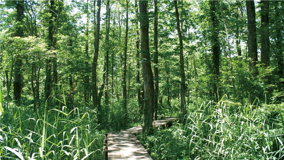 探勝路イメージ