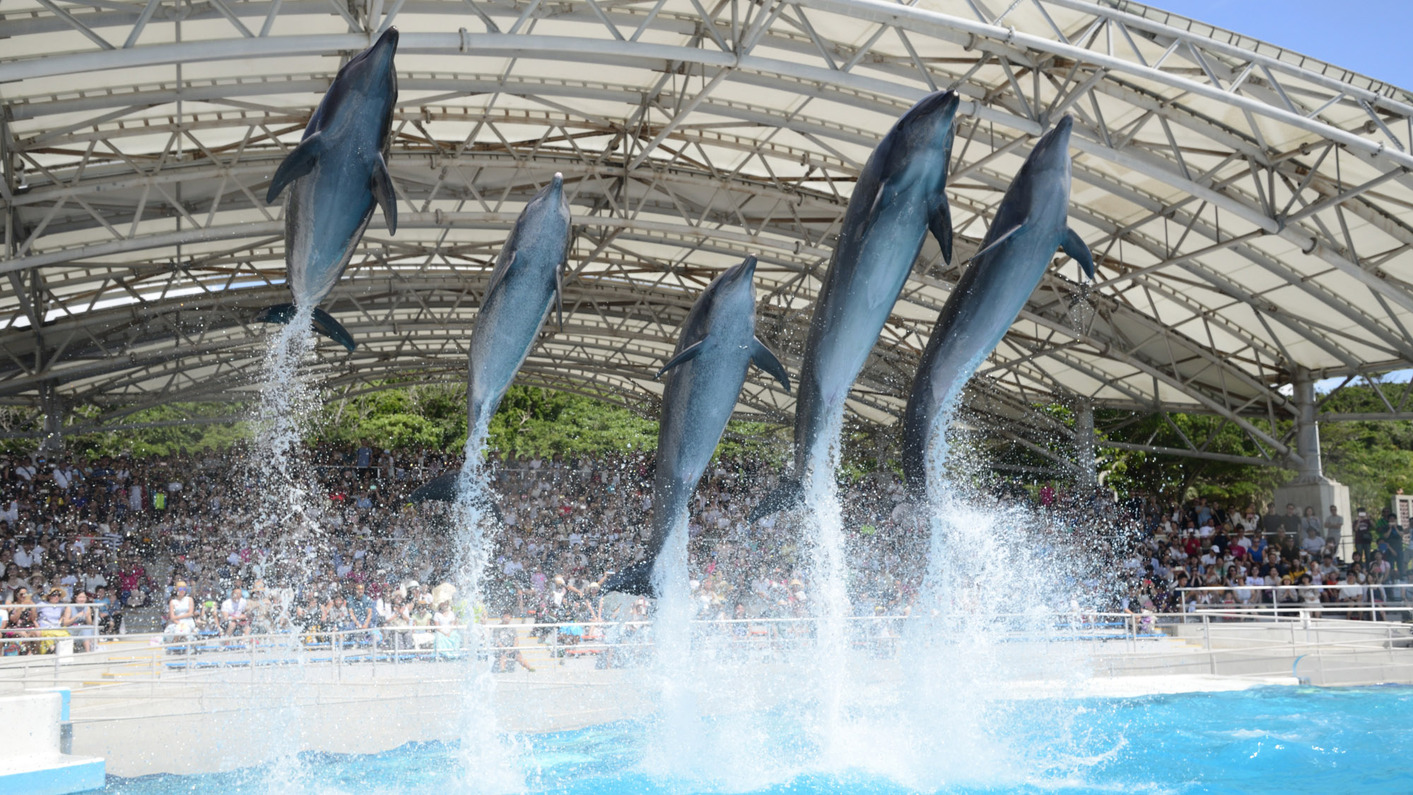 海洋博公園には沖縄美ら海水族館のほか家族で楽しめる施設がいっぱい。ホテルから車で５分。