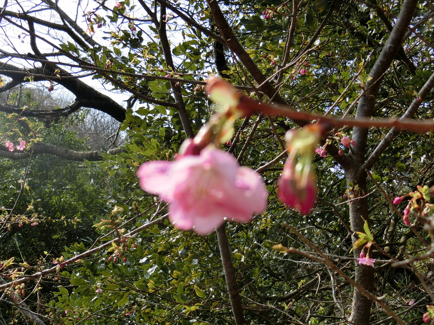 河津桜咲き始める