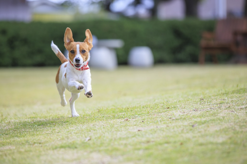 芝生ドッグランご利用風景