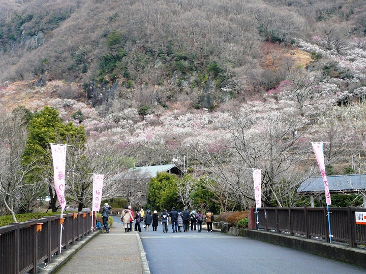 湯河原梅林 