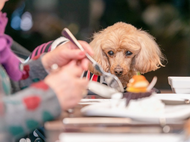 ダイニングルシアンお食事風景