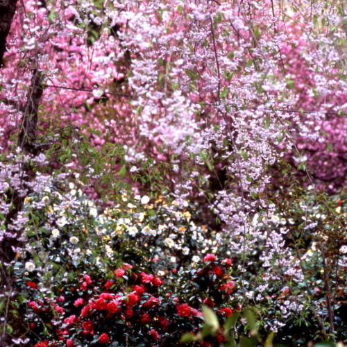 訪春園では4月末頃まで雪椿と桜の共演がお楽しみいただけます。