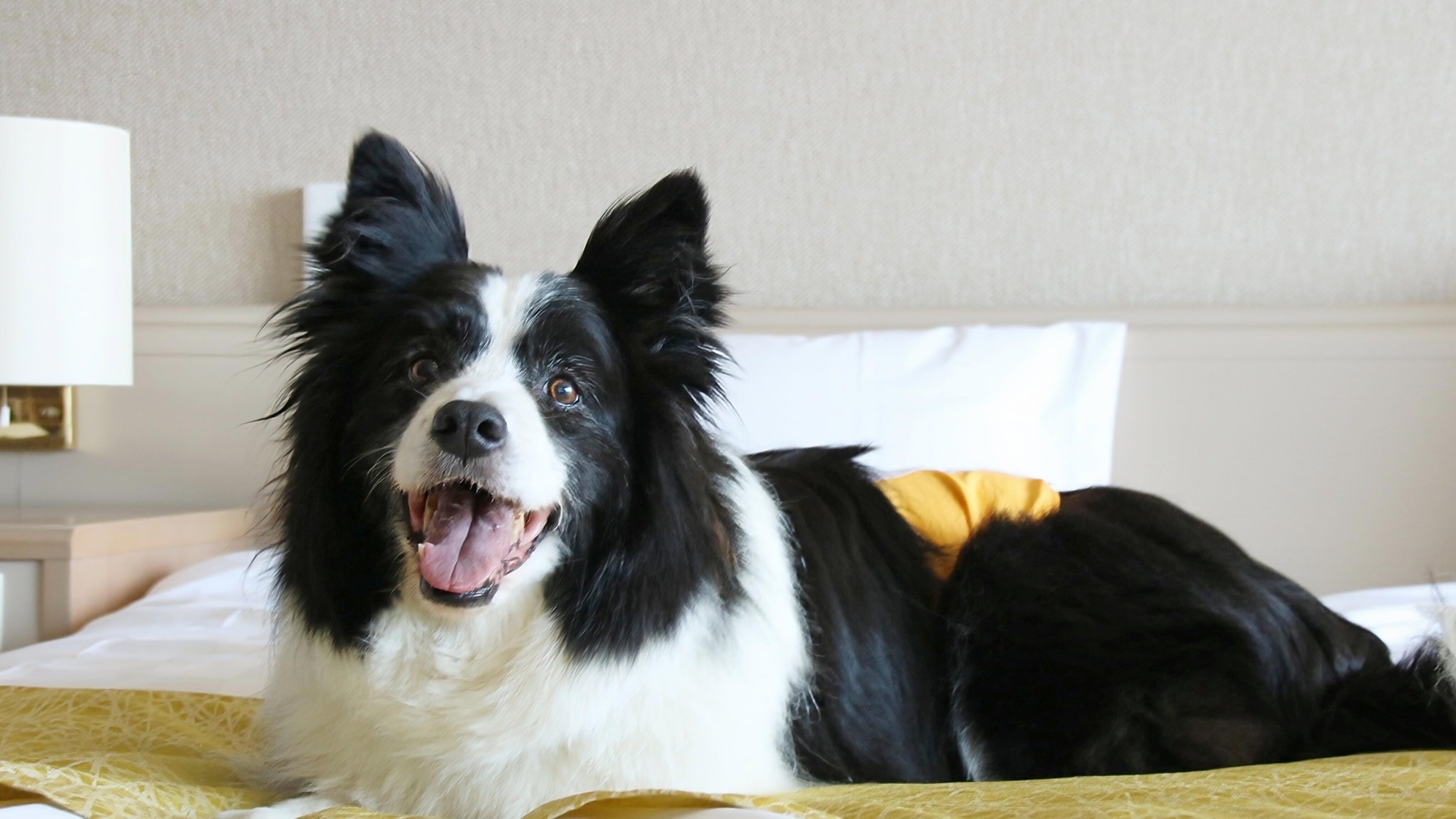 愛犬とのベット・布団での添い寝OK