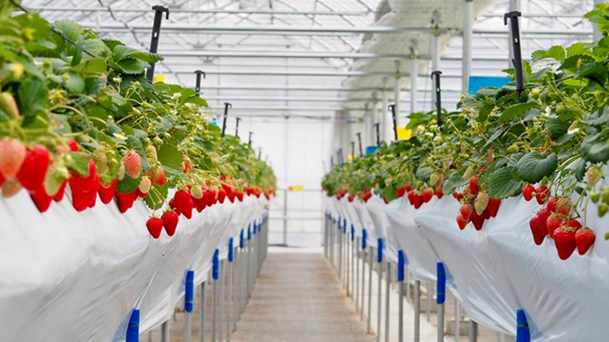 いちご狩り／一年中楽しめる送迎付の特別料金プラン。清涼な気候を活かし、夏秋のいちご狩りも可能です