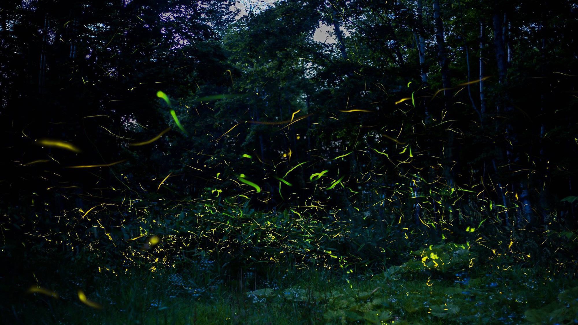 蛍鑑賞会／ご宿泊者様限定で8月上旬頃まで毎夜開催。蛍舞う幻想的な光景をお愉しみください