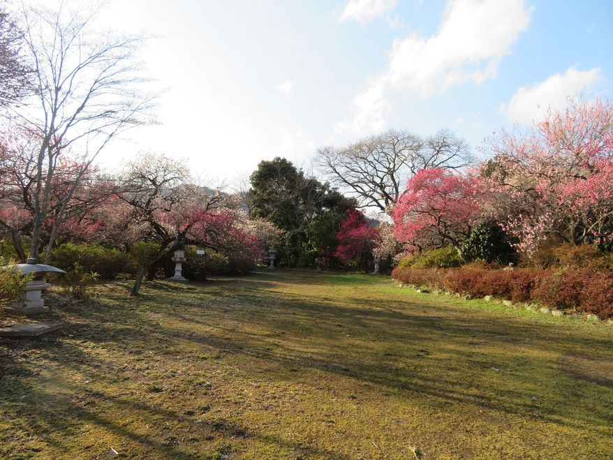 フィッシングセンター奥の梅林公園