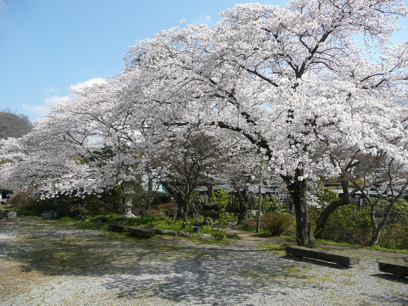 フィッシングセンター奥の桜並木