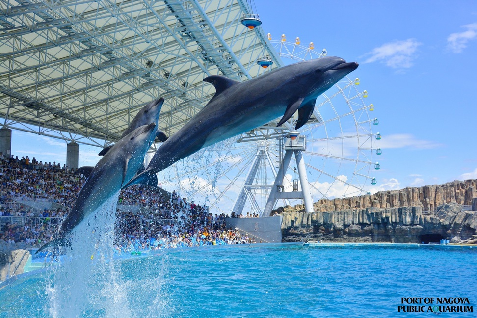名古屋港水族館イルカショー日本最大のプールで繰り広げられるイルカたちのパフォーマンスは圧巻です。