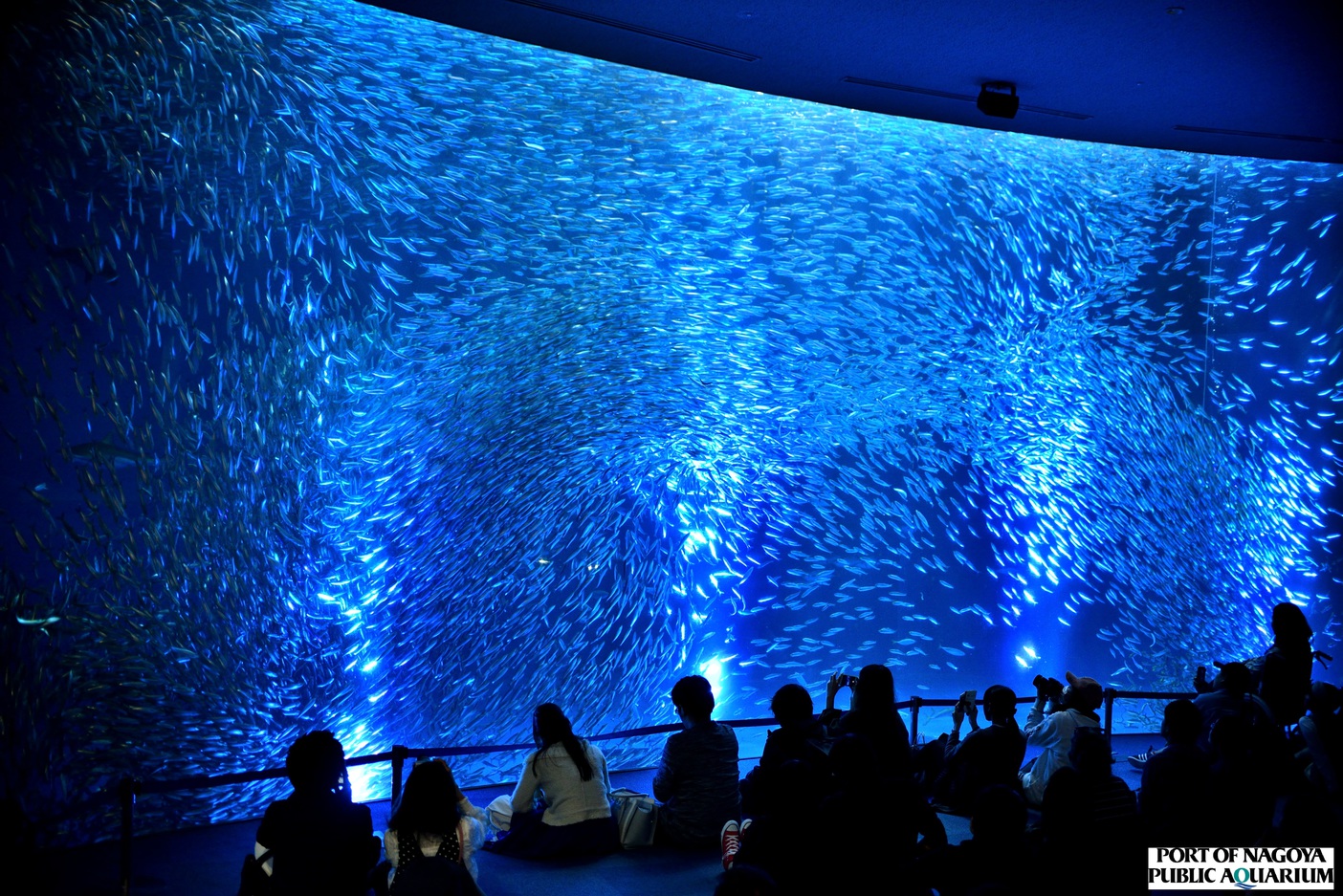 名古屋港水族館マイワシのトルネード音楽と光による幻想的な演出