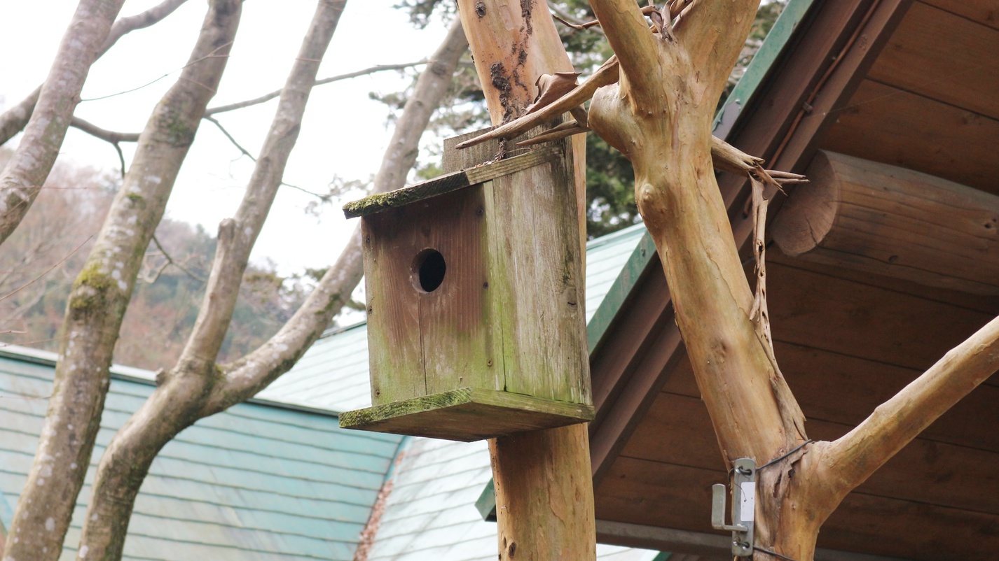 *［鳥小屋］敷地内に設置しているのでのぞいて見てください♪野鳥に会えるかも！