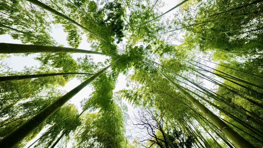 周辺の竹林