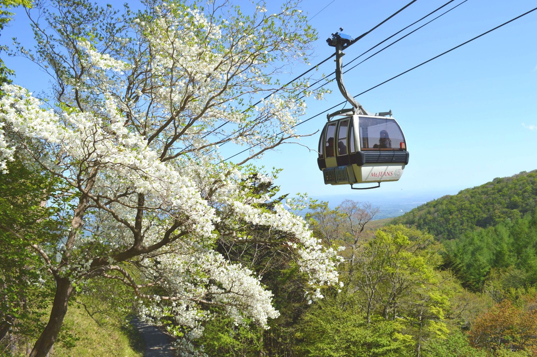 「マウントジーンズ那須ゴンドラ」5〜6月にはゴヨウツツジの見ごろを迎えます。