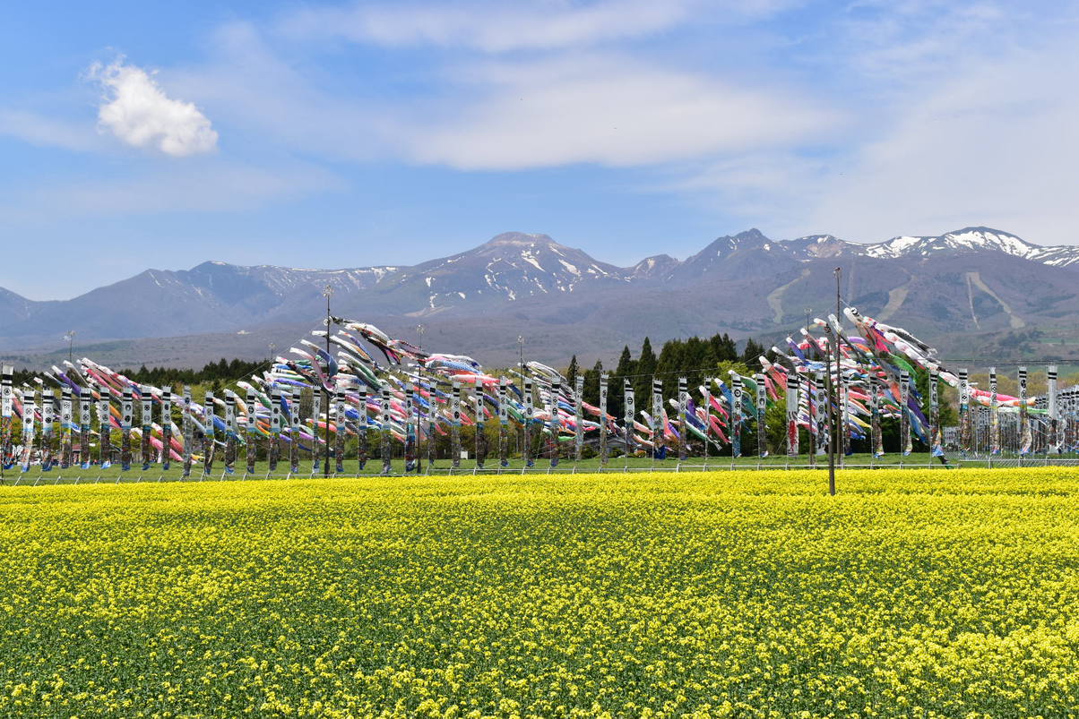 「那須ハートフルファーム」の一面に広がる菜の花畑は圧巻（車で約10分。例年4月下旬〜5月下旬頃まで）