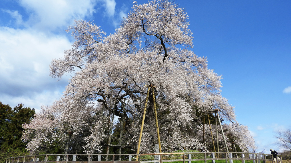 三春滝桜
