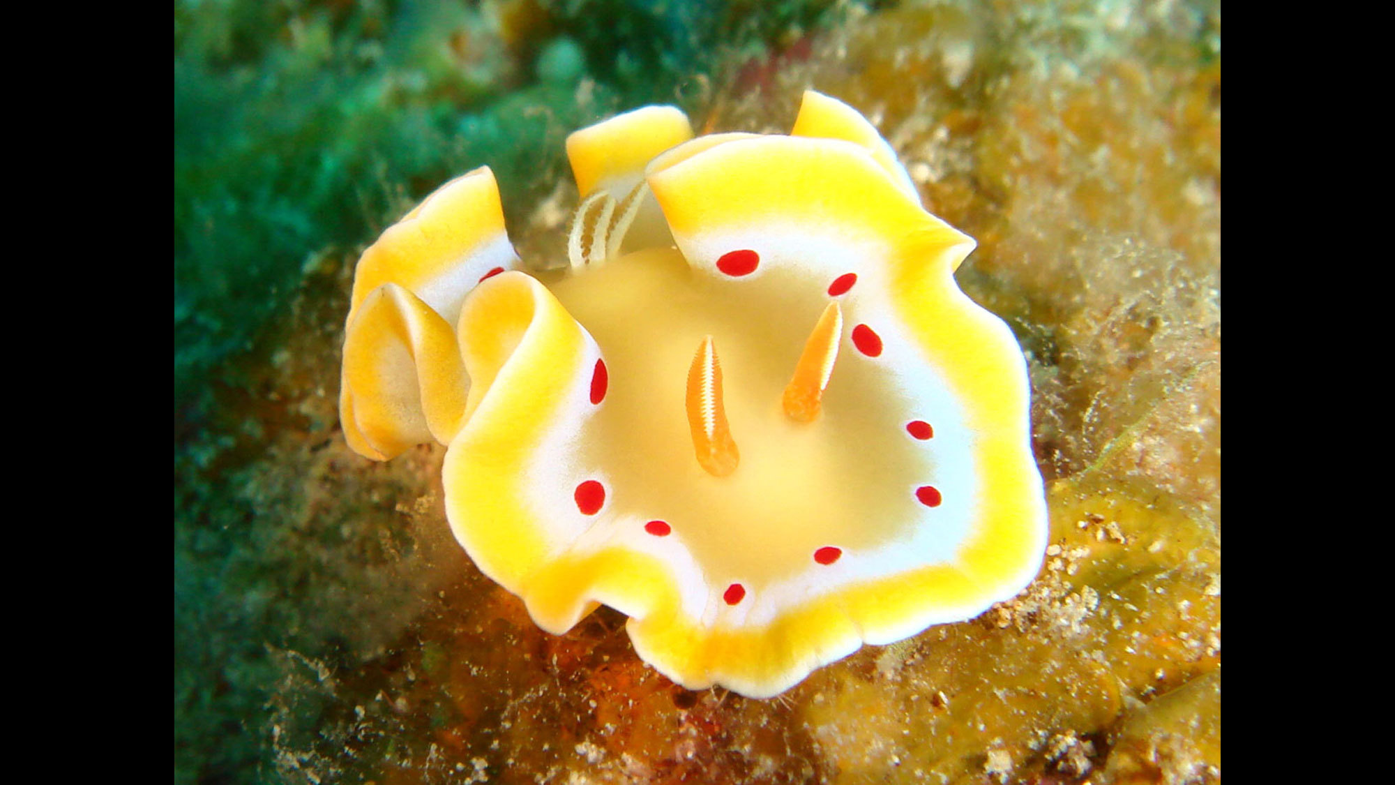 【ダイビング】触角や黄色に赤い斑点が特徴的なアカテンイロウミウシ