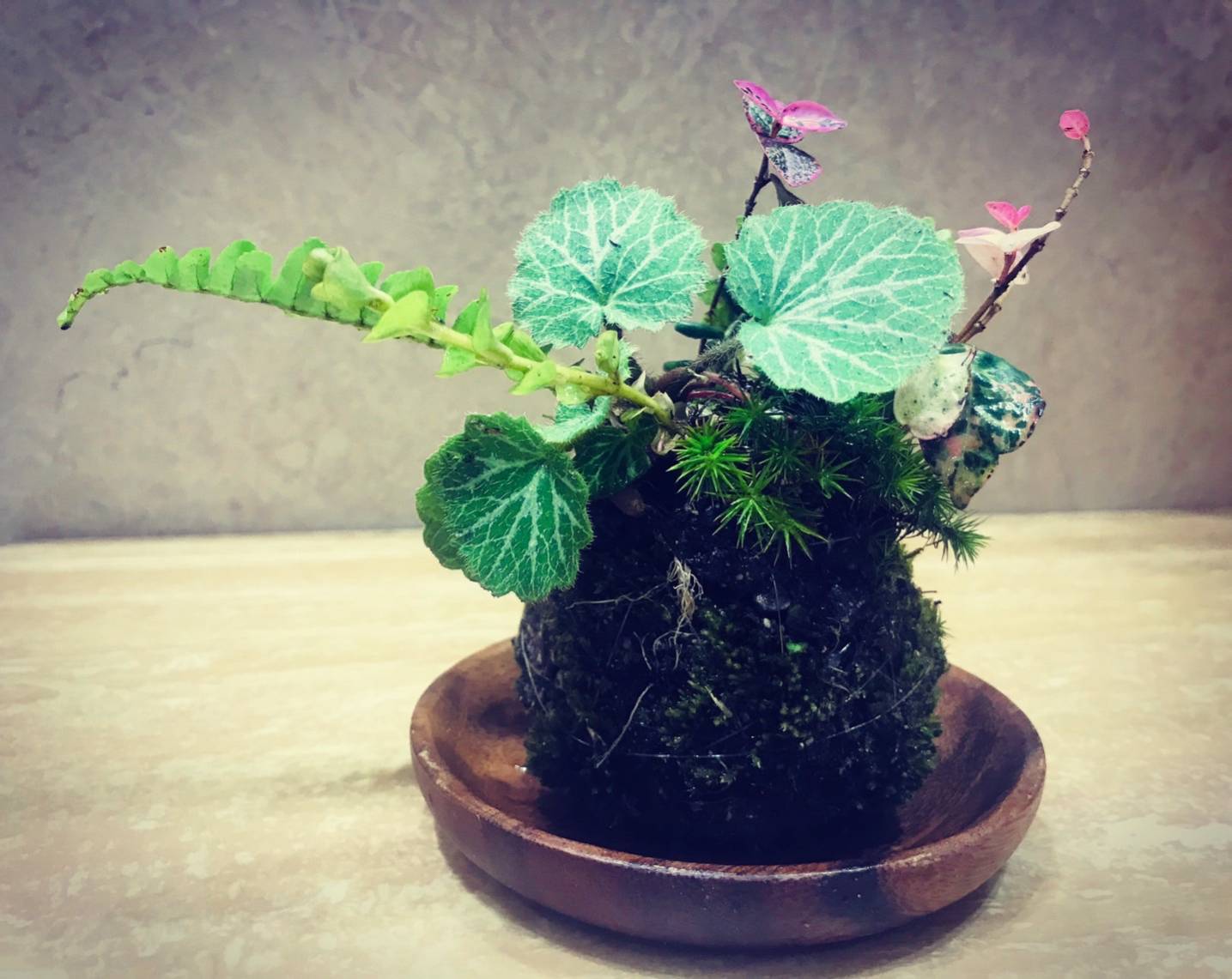 フロントに手作りのコケダマ