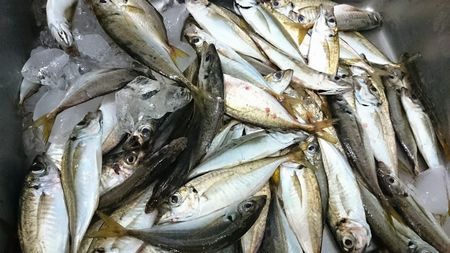 釣り体験１