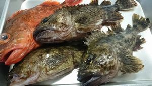 春が旬の魚