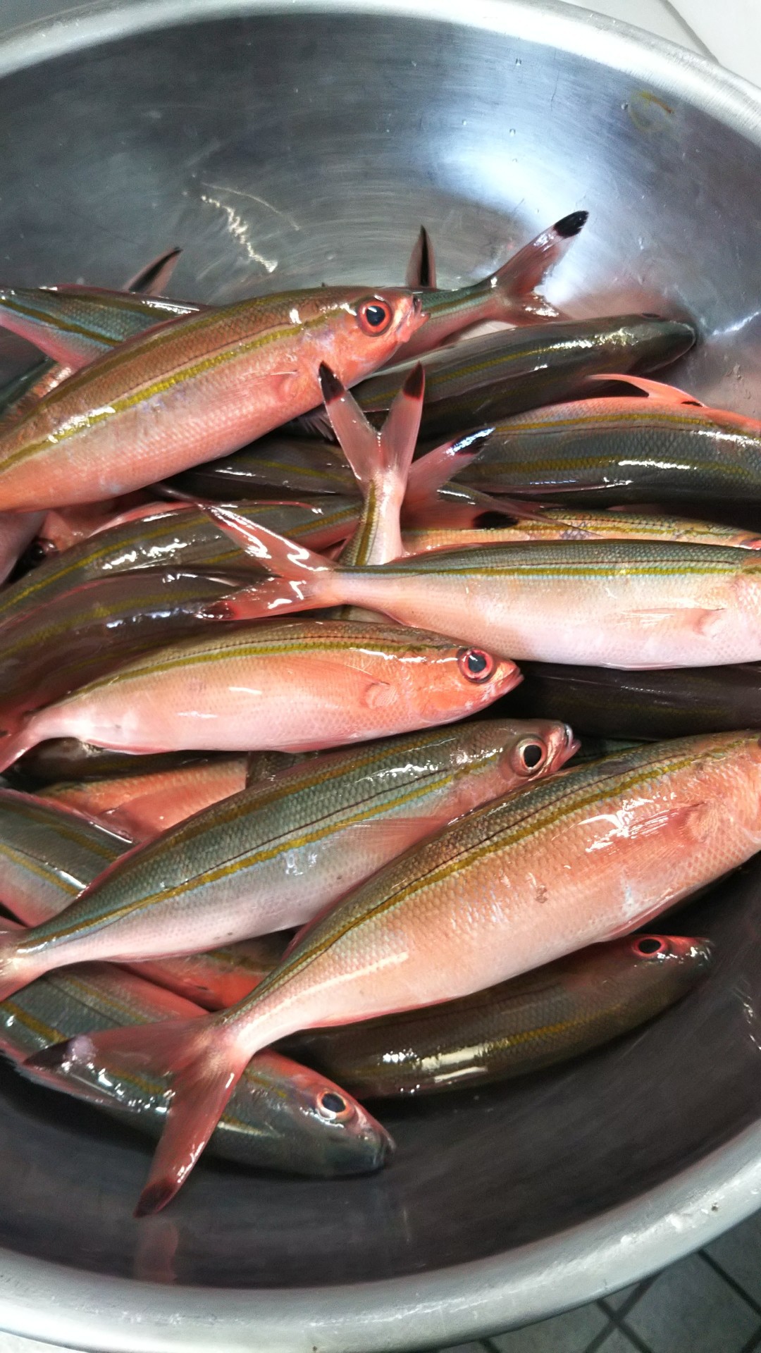 グルクン（県魚）早速、夕食