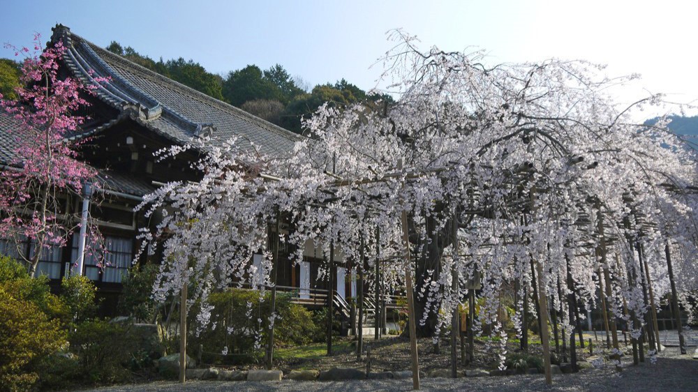 桜の名所「毘沙門堂門跡」の大しだれ桜