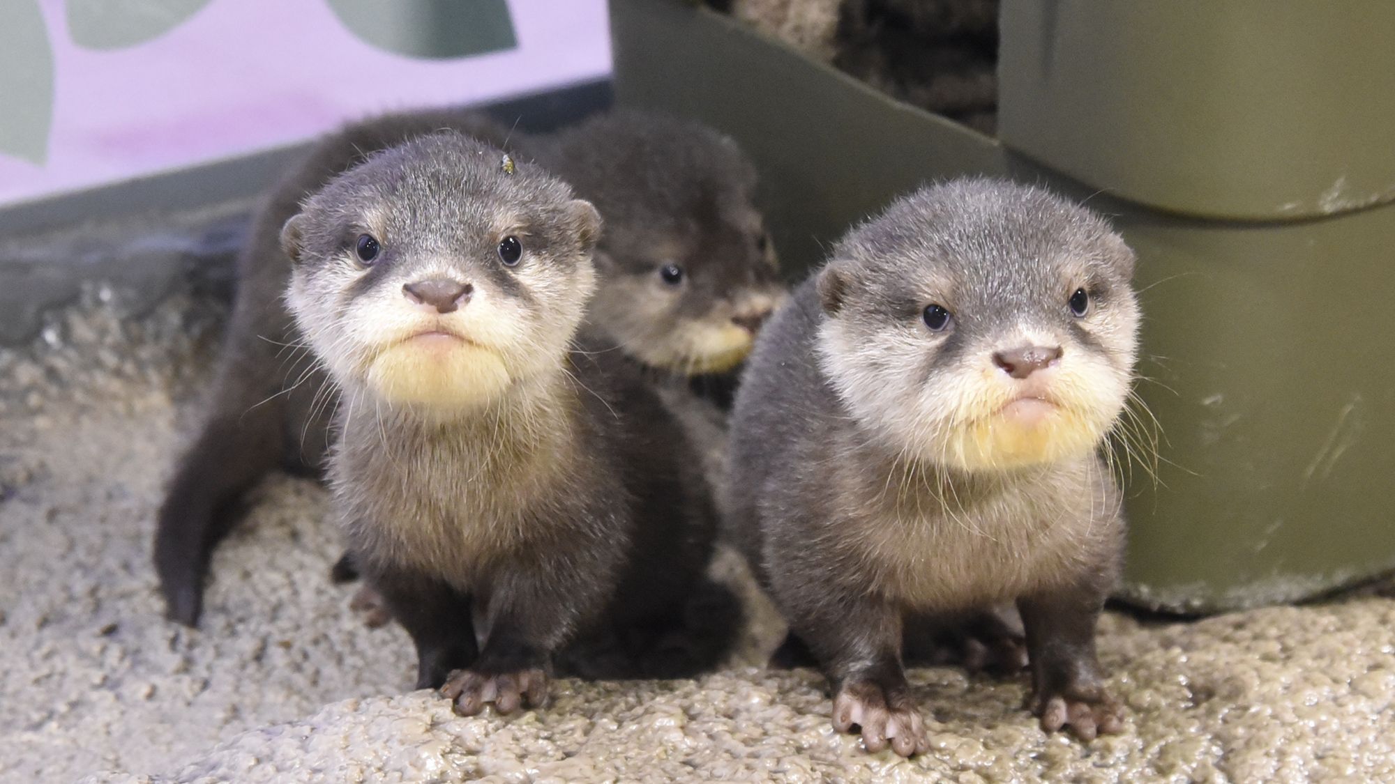 新江ノ島水族館入場券&朝食付き宿泊プラン