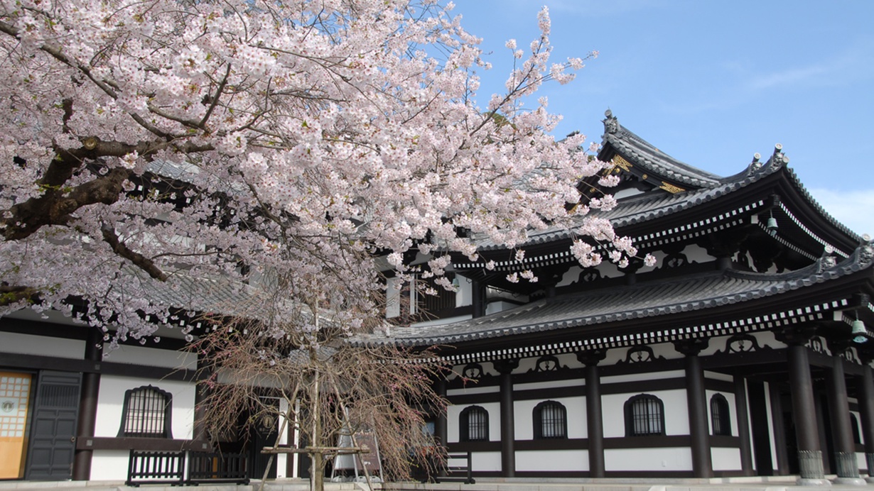 春の訪れを感じる長谷寺の桜。心が癒されるひととき