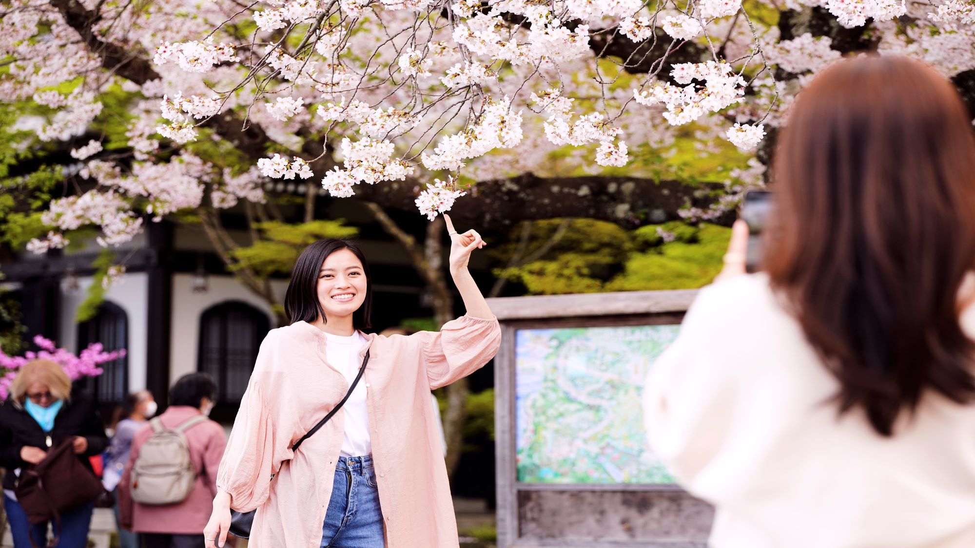 三方を山に囲まれた鎌倉に、桜スポットが点在しています。