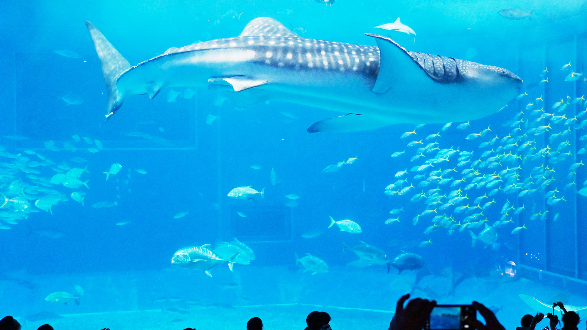 【周辺】美ら海水族館