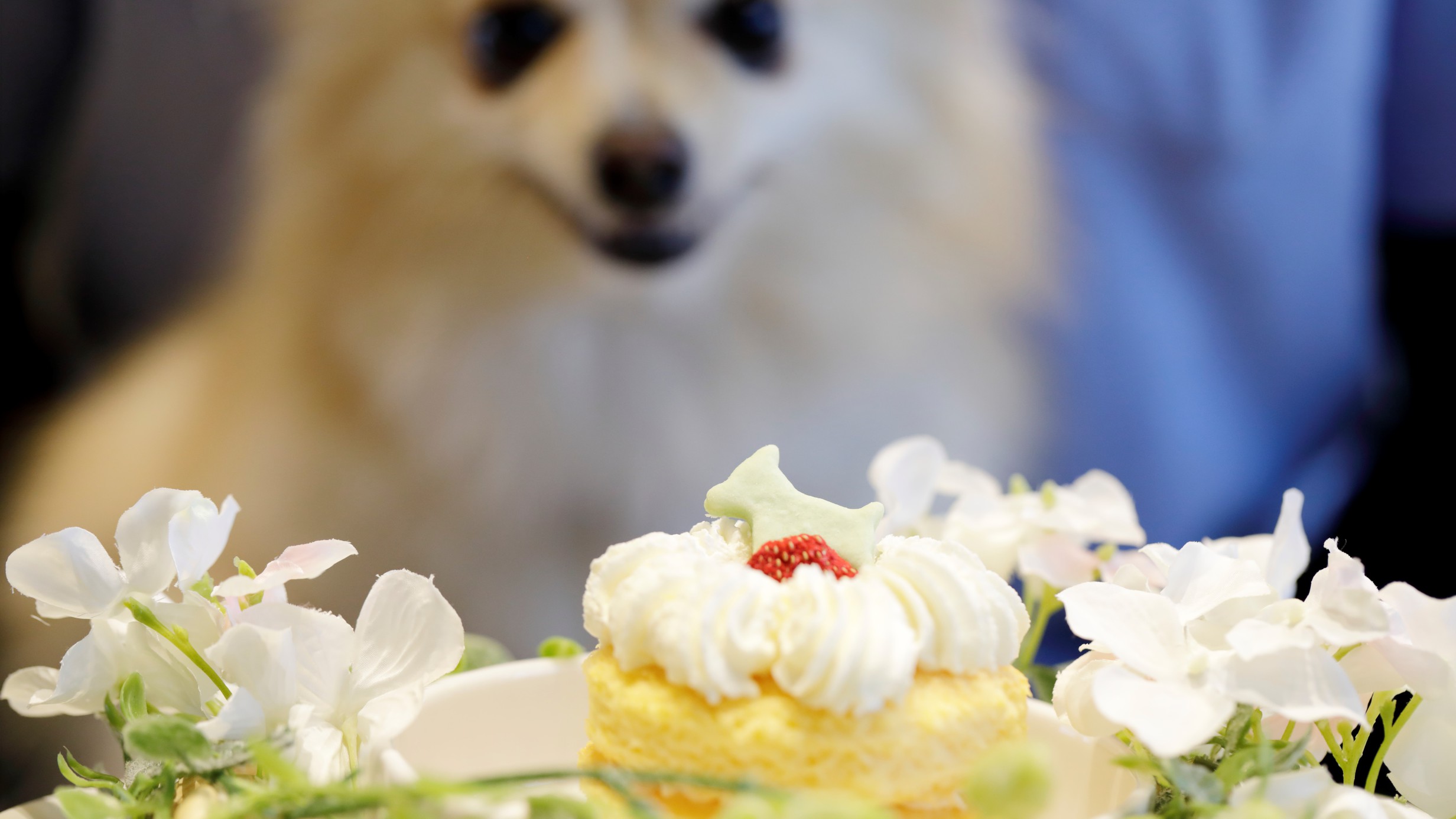 愛犬のお誕生日&うちの子記念祝いを！（予約時 要連絡）愛犬用手作りケーキ&お写真のプレゼント♪
