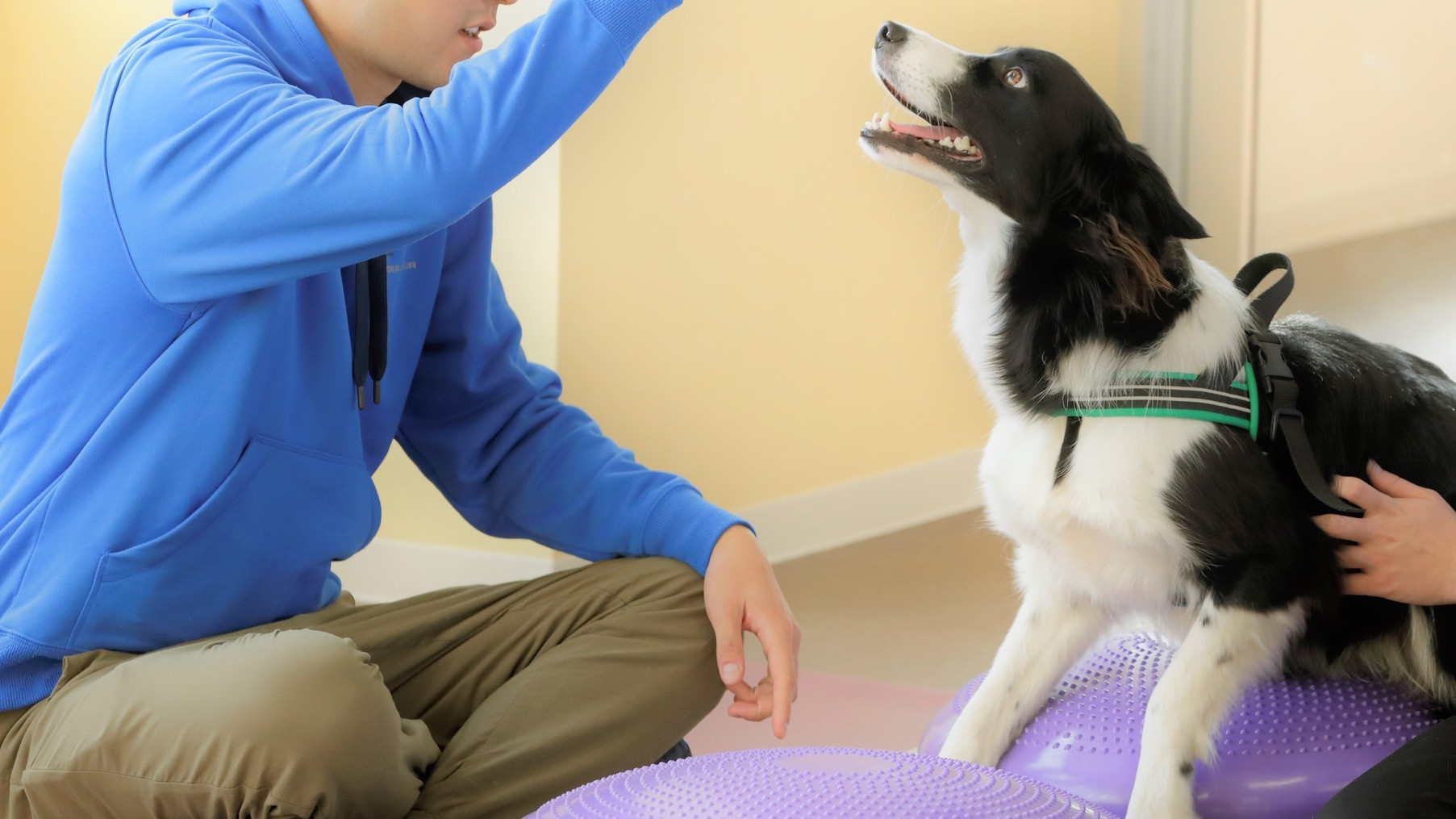 【ドッグフィットネス】愛犬との絆を深め、愛犬の健康状態を知ることができます