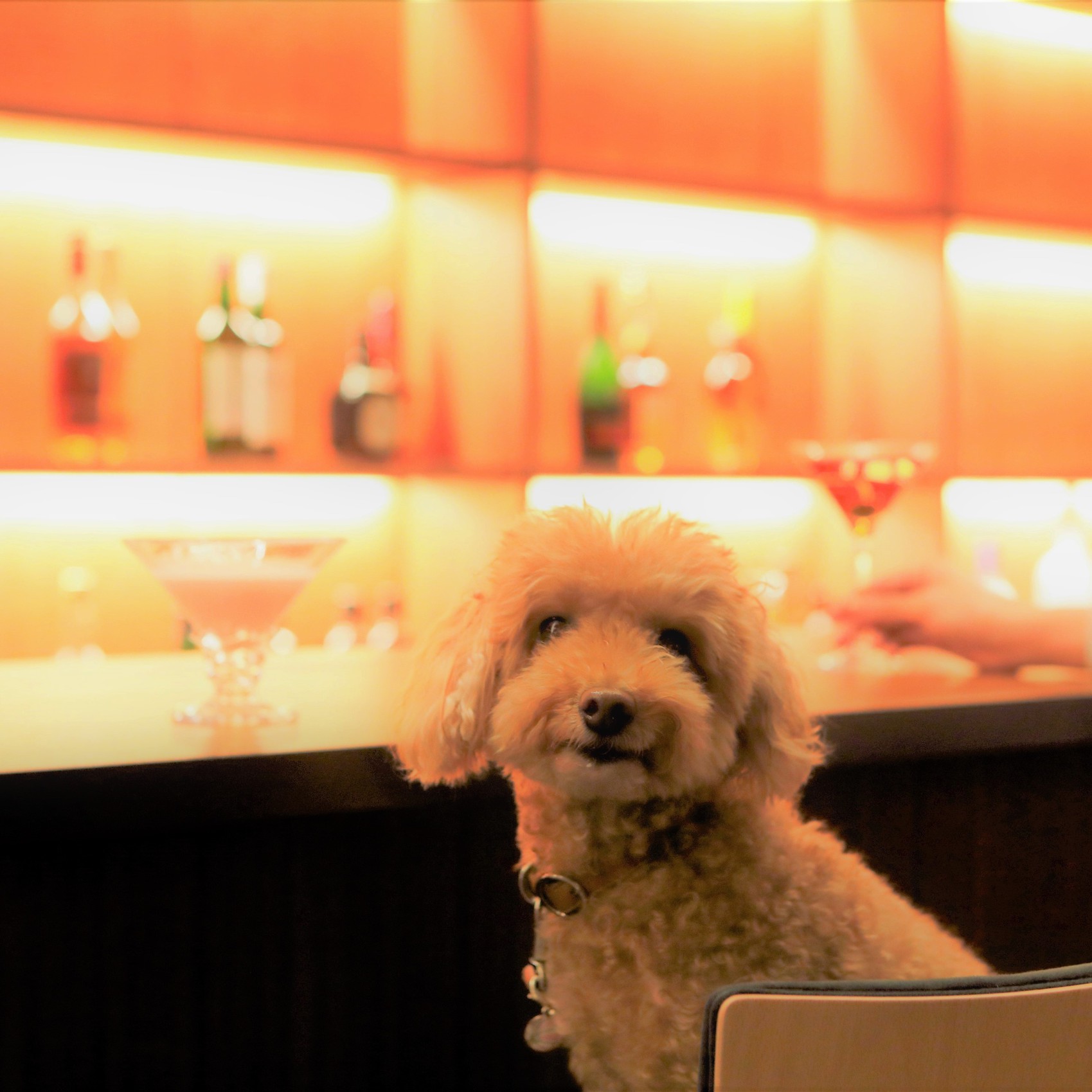 【バーラウンジ】愛犬とバーカウンターに座れる夢のようなひととき