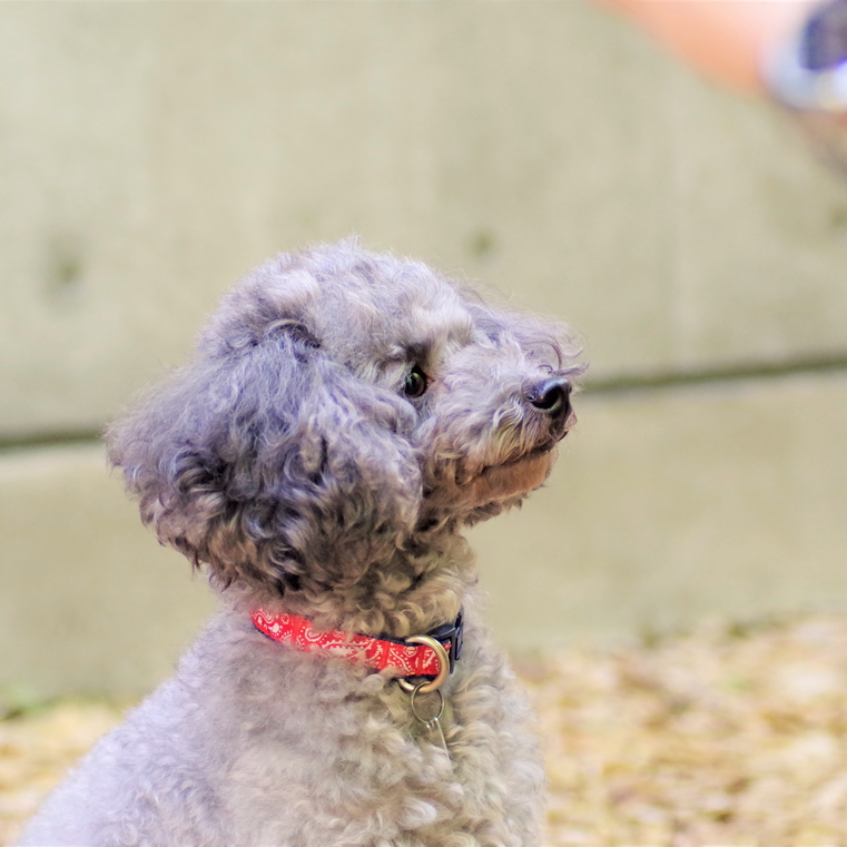 飼い主さんと一緒で安心の愛犬