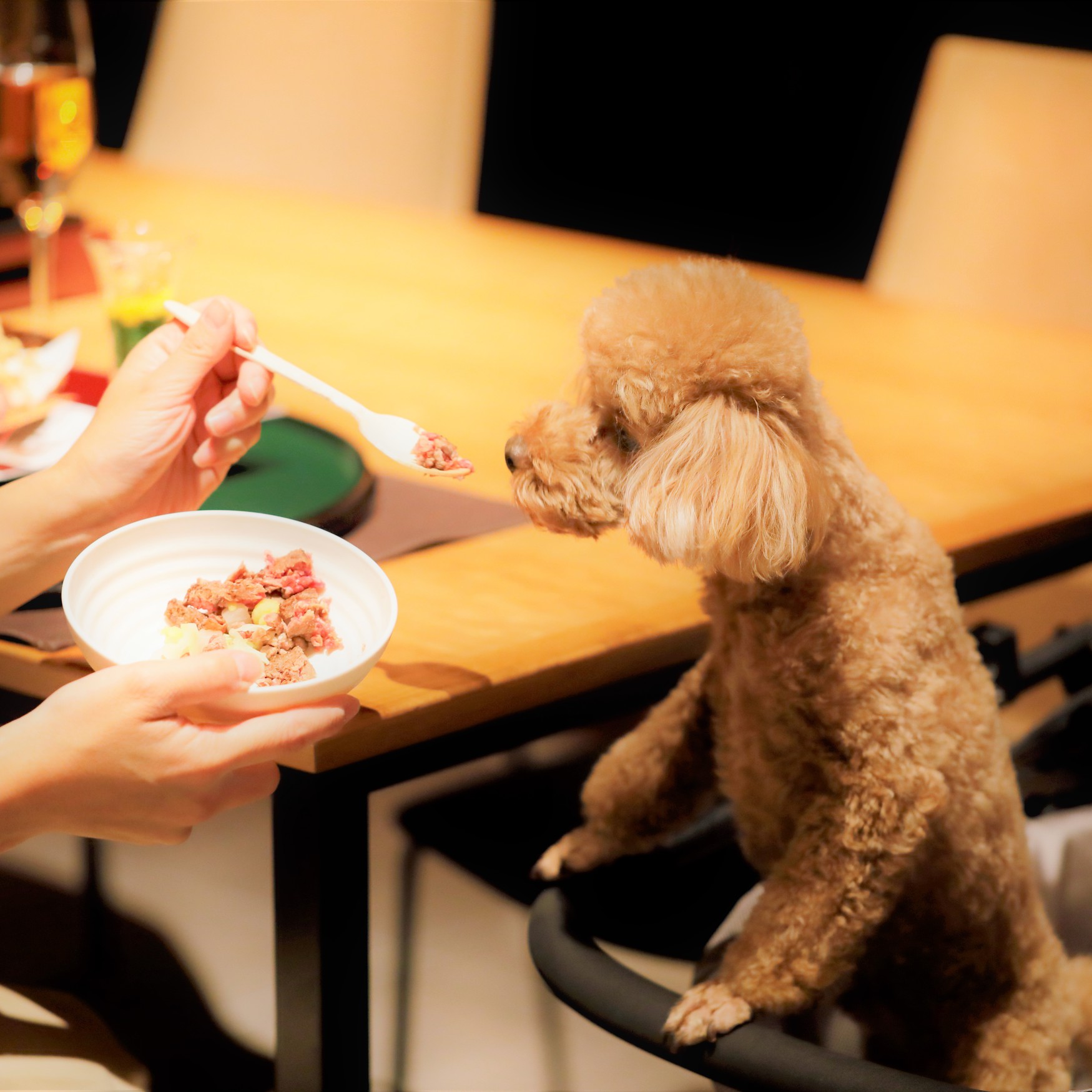 【わんちゃんのお食事】レストランではカートにのせて一緒にお食事を