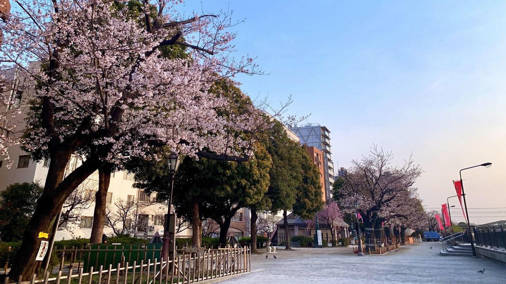 隅田公園桜