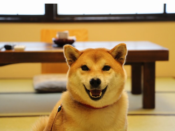 ペットと泊まれる温泉宿