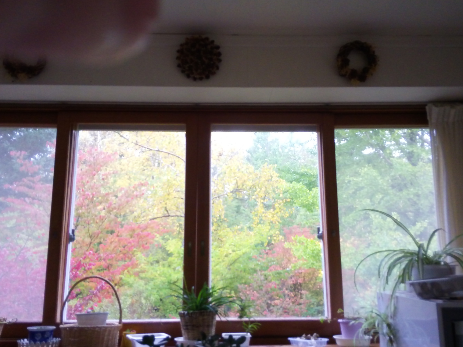 窓から秋のお庭より