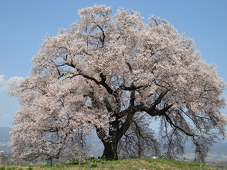 ワニ塚古墳の桜（韮崎市３月末〜４月上旬くらい）