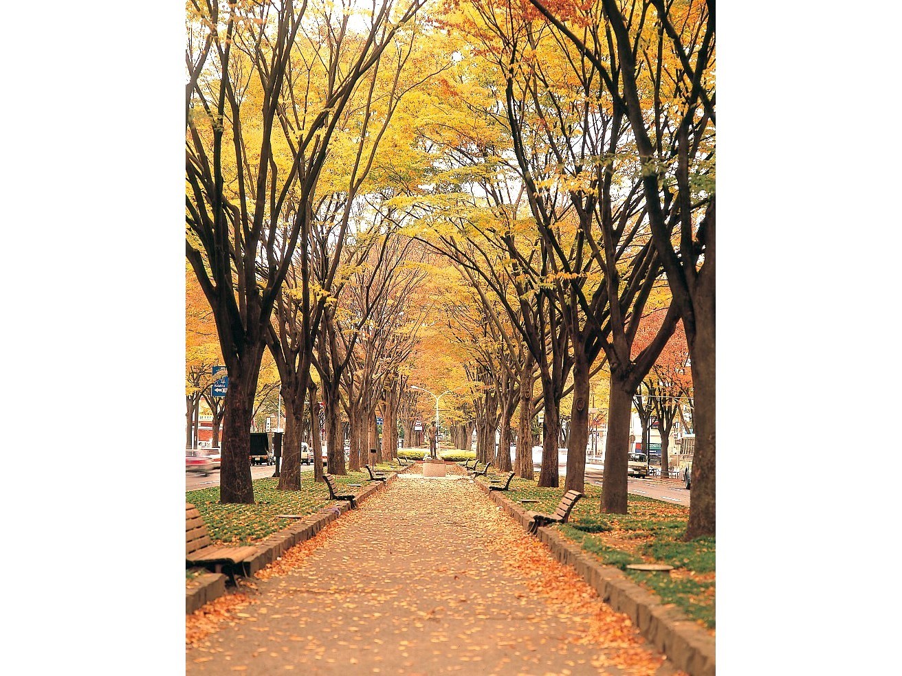 紅葉の定禅寺通♪写真提供：宮城県観光課
