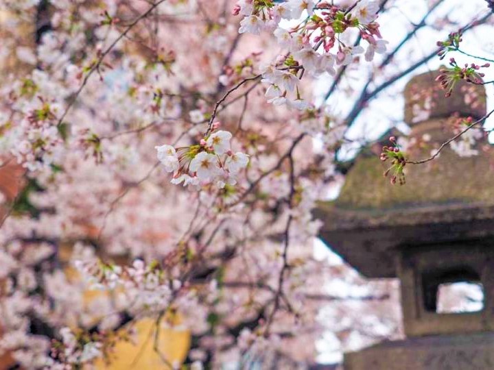 平安時代、関白の死を悼んで歌を詠んだことから、薄墨色がかった花を咲かせるようになったと伝わる墨染桜。