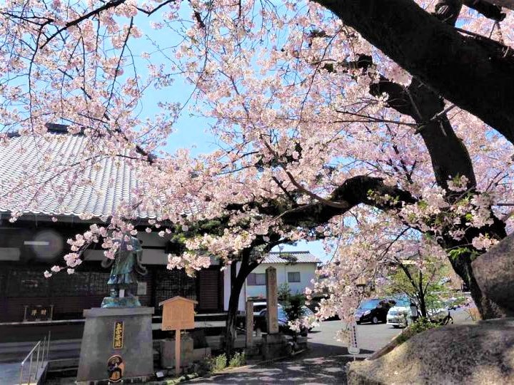 【墨染寺】まで徒歩2分！桜寺とも呼ばれる、京都民に愛される洛南の桜の名所です。来年はぜひ！