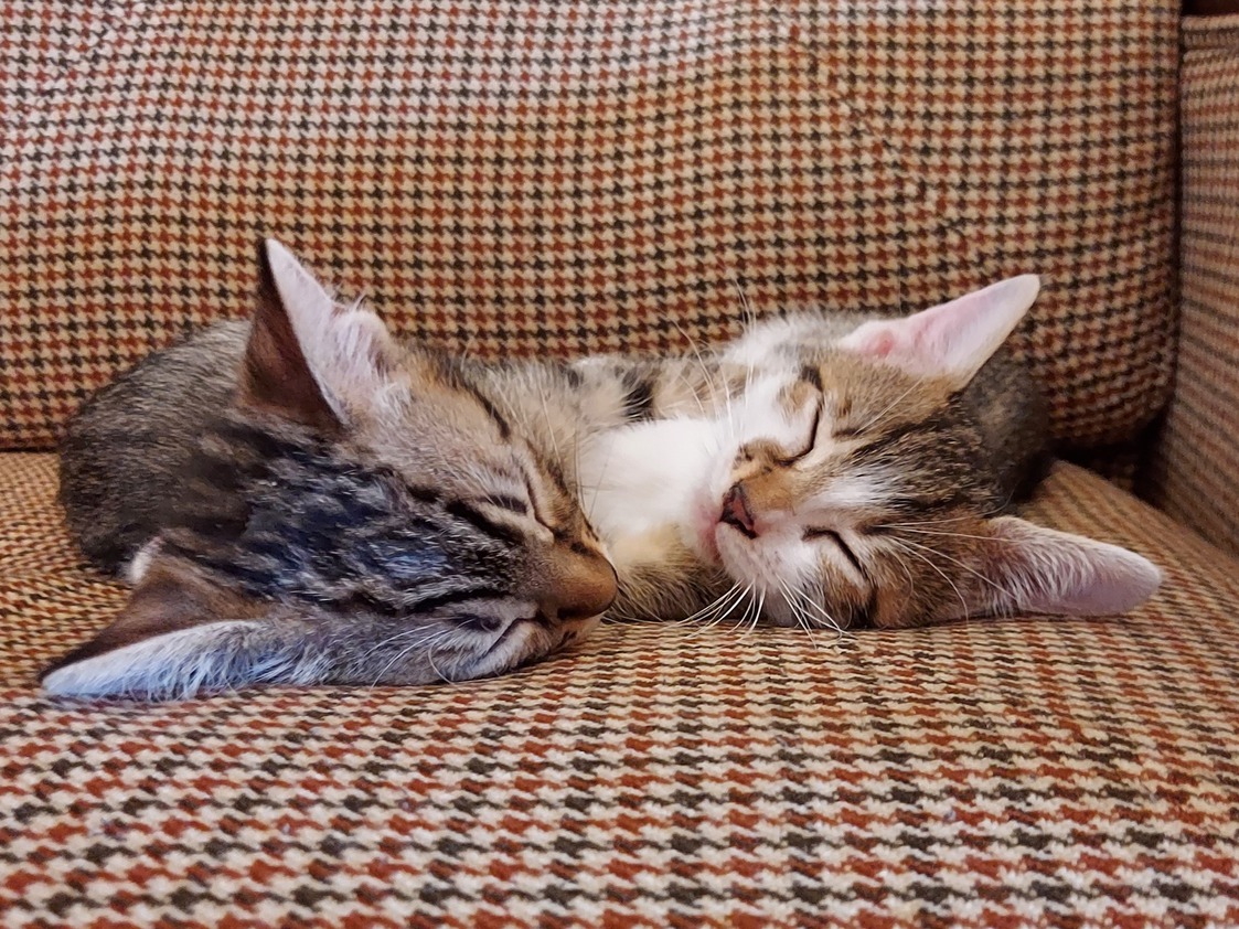 猫catソファ