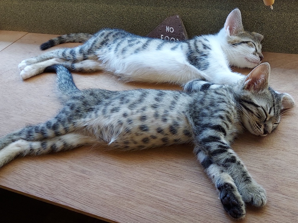 猫cat