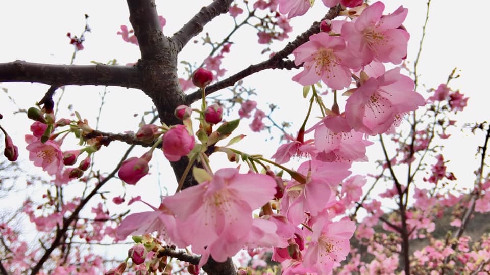 *河津桜／一足早い春を告げる河津桜。例年見ごろは２月初旬〜中旬です