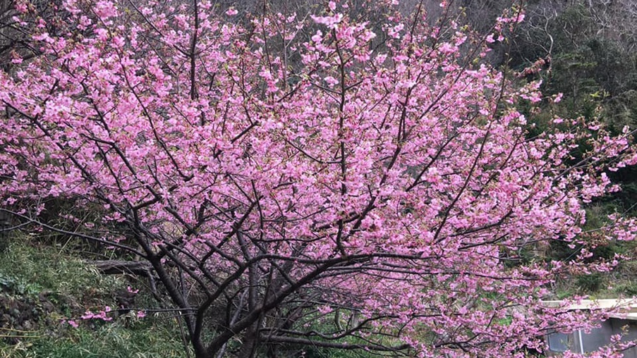 *河津桜／あざやかなピンクのお花が素敵季節はまだ冬ですが温かい気持ちになります